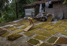 Daun talas beneng yagn sedang dijemur di Pabuaran. Foto Antara
