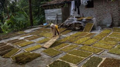 Daun talas beneng yagn sedang dijemur di Pabuaran. Foto Antara