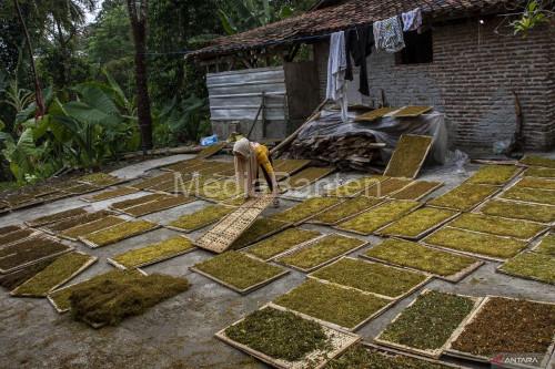 Daun talas beneng yagn sedang dijemur di Pabuaran. Foto Antara