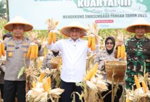 Wagub Banten, Dimyati Natakusumah menghadiri panen raya jagung serentak dari Polda Banten. Foto Biro Adpim Banten