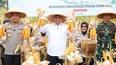 Wagub Banten, Dimyati Natakusumah menghadiri panen raya jagung serentak dari Polda Banten. Foto Biro Adpim Banten