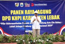 Wagub Banten, Achmad Dimyati Natakusumah pada panen raya jagung oleh KNP di Lebak. Foto Biro Adpim Banten