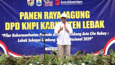 Wagub Banten, Achmad Dimyati Natakusumah pada panen raya jagung oleh KNP di Lebak. Foto Biro Adpim Banten