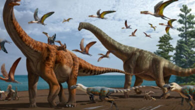 Dinosaurus patuh pada hukum evolusi. Foto: Google