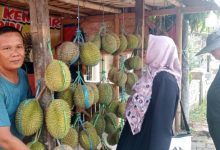 Durian baduy di salah satu lapak di Rangkasbitung. Foto Antara