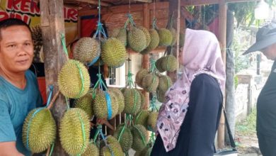 Durian baduy di salah satu lapak di Rangkasbitung. Foto Antara