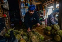 Durian Baduy. Foto: Antara