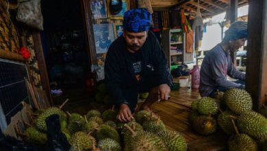Durian Baduy. Foto: Antara