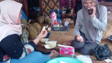 Durian Baduy diburuh para wisatawan. Foto: LKBN Antara