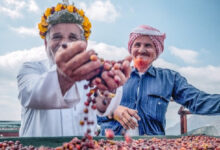 Pengembangan kopi lokal Arab Saudi. Foto: Okezone