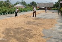 Petani menjemur gabah hasil panen padi. Foto: LKBN Antara