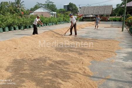 Petani menjemur gabah hasil panen padi. Foto: LKBN Antara