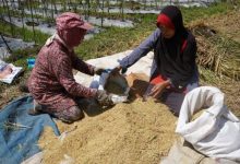 Harga gabah di tingkat para petani. Foto: LKBN Antara