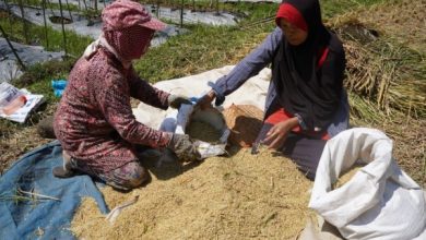 Harga gabah di tingkat para petani. Foto: LKBN Antara