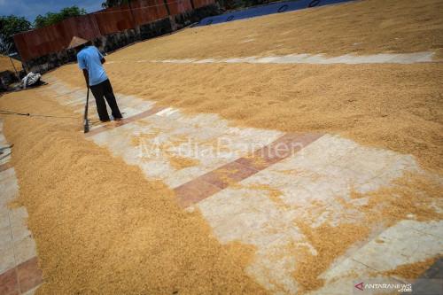 Gabah petani yang tengah dijemur. Foto: Antara