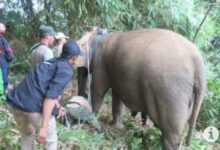 Salah satu gajah liar di Lampung Barat. Foto: LKBN Antara