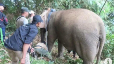 Salah satu gajah liar di Lampung Barat. Foto: LKBN Antara