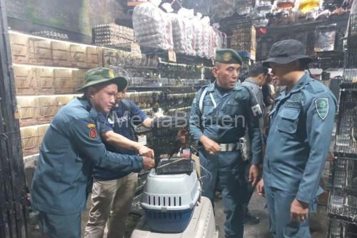 Gakkum Kementrian Kehutanan mengamankan ratusan burung dilindungi dari pedagang asal Lebak. Foto: Antara