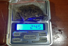 Barang bukti daun ganja dan HP. Foto: Yono