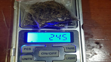 Barang bukti daun ganja dan HP. Foto: Yono