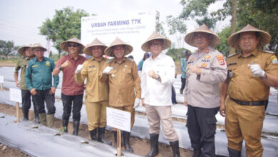 Gerakan Tanam (Gertam) Cabai di Walantaka, Kota Serang. Foto: Aden Hasanudin