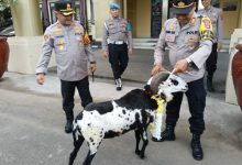 Hadiah kambing dari Kapolres Serang, AKBP Condro Sasongko untuk AKP Ujang yang memasuki purna bakti. Foto: Yono