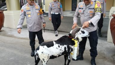 Hadiah kambing dari Kapolres Serang, AKBP Condro Sasongko untuk AKP Ujang yang memasuki purna bakti. Foto: Yono