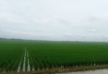 Hamparan sawah di Kabupaten Lebak. Foto: LKBN Antara
