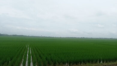Hamparan sawah di Kabupaten Lebak. Foto: LKBN Antara