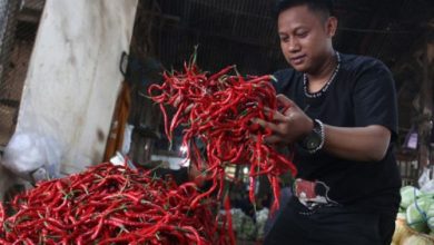 Harga cabai merah tingkat konsumen. Foto: Antara