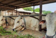 Pemkab Tangerang memperketat pengawasan terhadap hewan kurban untuk meminamilisir penyakit antraks. Foto: Antara