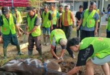 Penyembeelihan hewan kurban di Kabupaten Tangerang. Foto: Antara