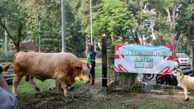 Hewan kurban sapi presiden RI, Prabowo Subianto untuk Banten. Foto: Biro Adpim Banten