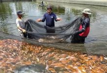 Periknanan air tawar di Banten. Foto: BantenNet