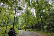 Hutan yang lebat sebagai paru-paru dunia. Foto: Antara