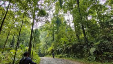 Hutan yang lebat sebagai paru-paru dunia. Foto: Antara