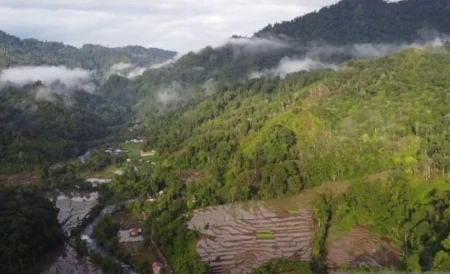 Daerah Linggai di Sumatera Barat yang penuh pohon gambir. Foto: LKBN Antara