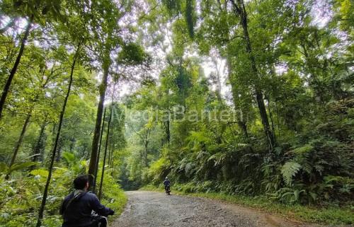 Hutan yang lebat sebagai paru-paru dunia. Foto: Antara