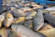 Ikan air tawar. Foto Istimewa