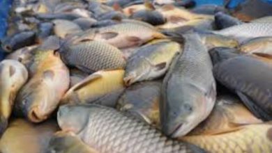 Ikan air tawar. Foto Istimewa