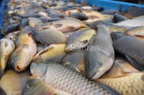 Ikan air tawar. Foto Istimewa