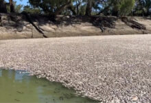 Jutaa ikan mati di sungai Kota Mendinee, Australia. Foto: BBC
