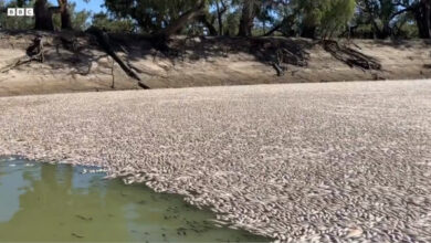 Jutaa ikan mati di sungai Kota Mendinee, Australia. Foto: BBC