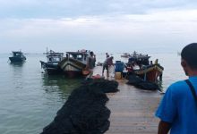 Fenomena ikan naik ke darat di Pantai Pulomanuk. Foto: Antara