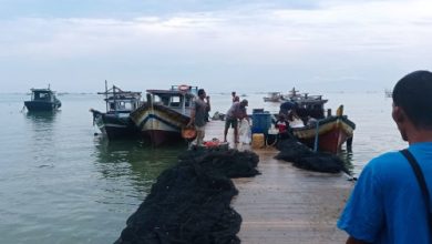 Fenomena ikan naik ke darat di Pantai Pulomanuk. Foto: Antara