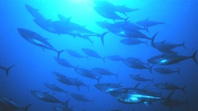 Ikan palagis atau ikan yang hidup di permukaan laut. Foto: Istimewa