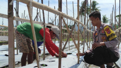Brigadir Ilham, anggota Bhabinkamtibmas Polsek Cilegon mengawasi penanaman melon Golden Alisha. Foto: Erling Cristin