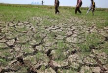 Ilustrasi kekeringan. Foto: Istimewa