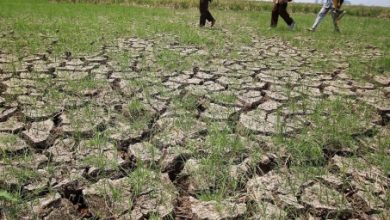 Ilustrasi kekeringan. Foto: Istimewa