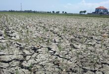 Kekeringan sawah akibat kemarau panjang. Foto: Istiewa